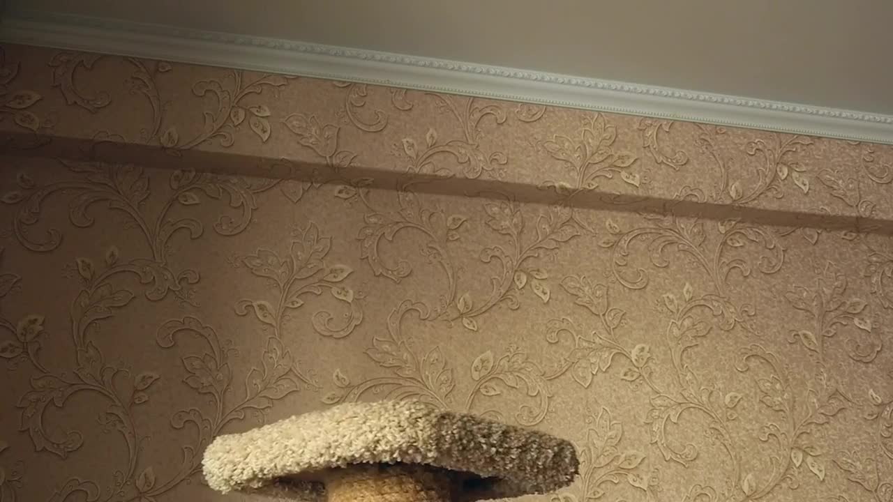 Stock Video Kitten Playing With A Ball At Home Animated Wallpaper