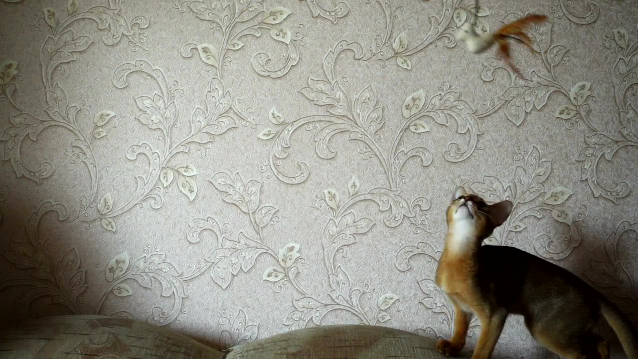 Stock Video Kitten Playing In The Couch Animated Wallpaper