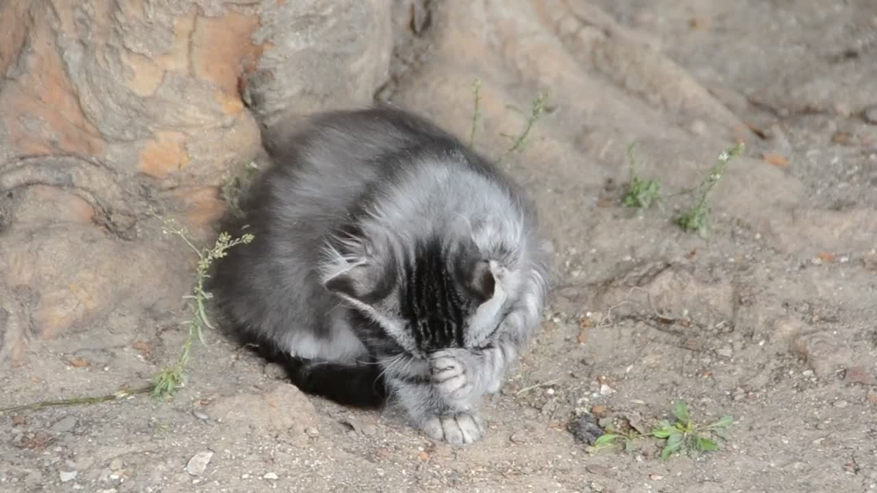 Stock Video Kitten Outside Cleaning Animated Wallpaper