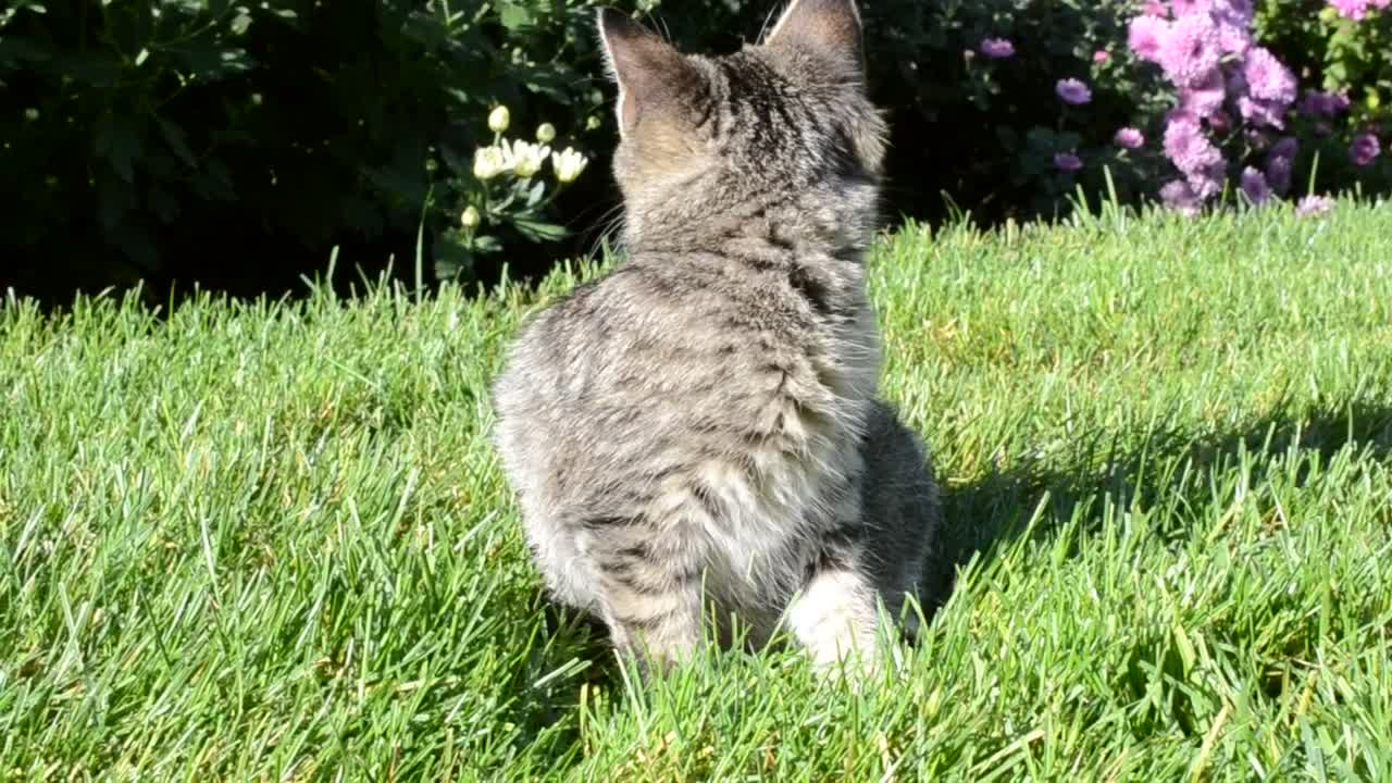 Stock Video Kitten Looking Around Animated Wallpaper