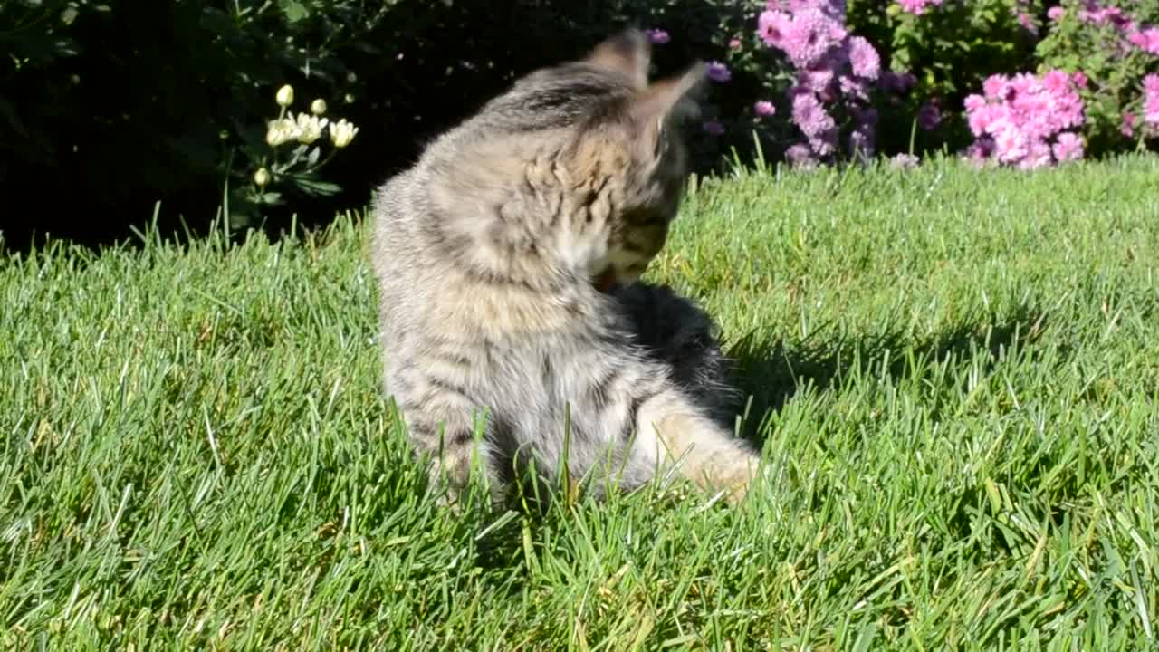 Stock Video Kitten Laying In A Garden Animated Wallpaper