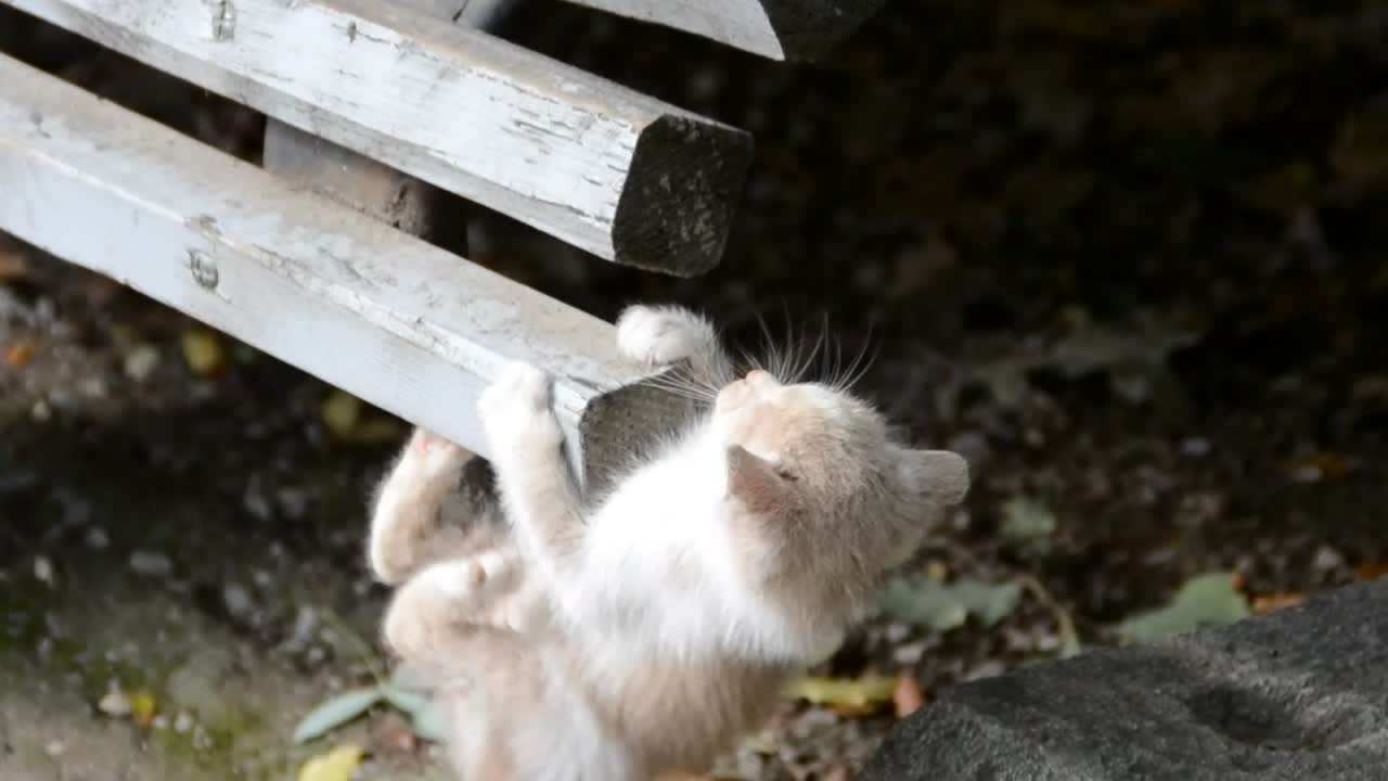 Stock Video Kitten Hiding Outside Animated Wallpaper
