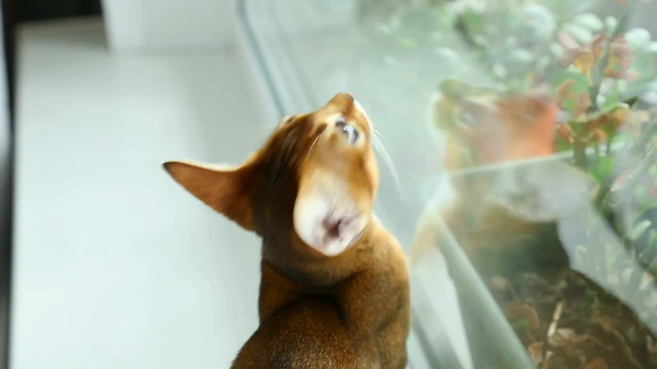 Stock Video Kitten By The Window Animated Wallpaper