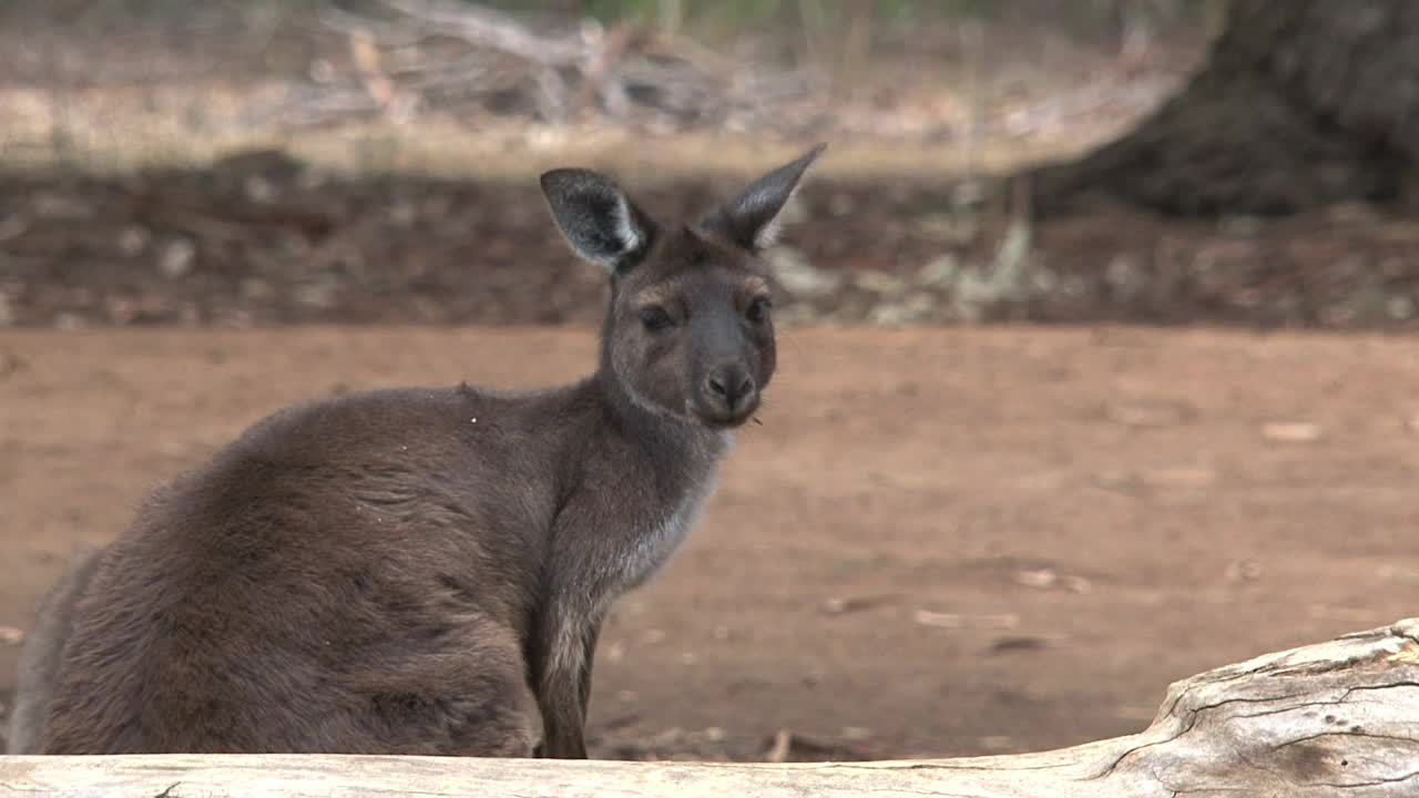 Stock Video Kangaroo Looking Around Animated Wallpaper