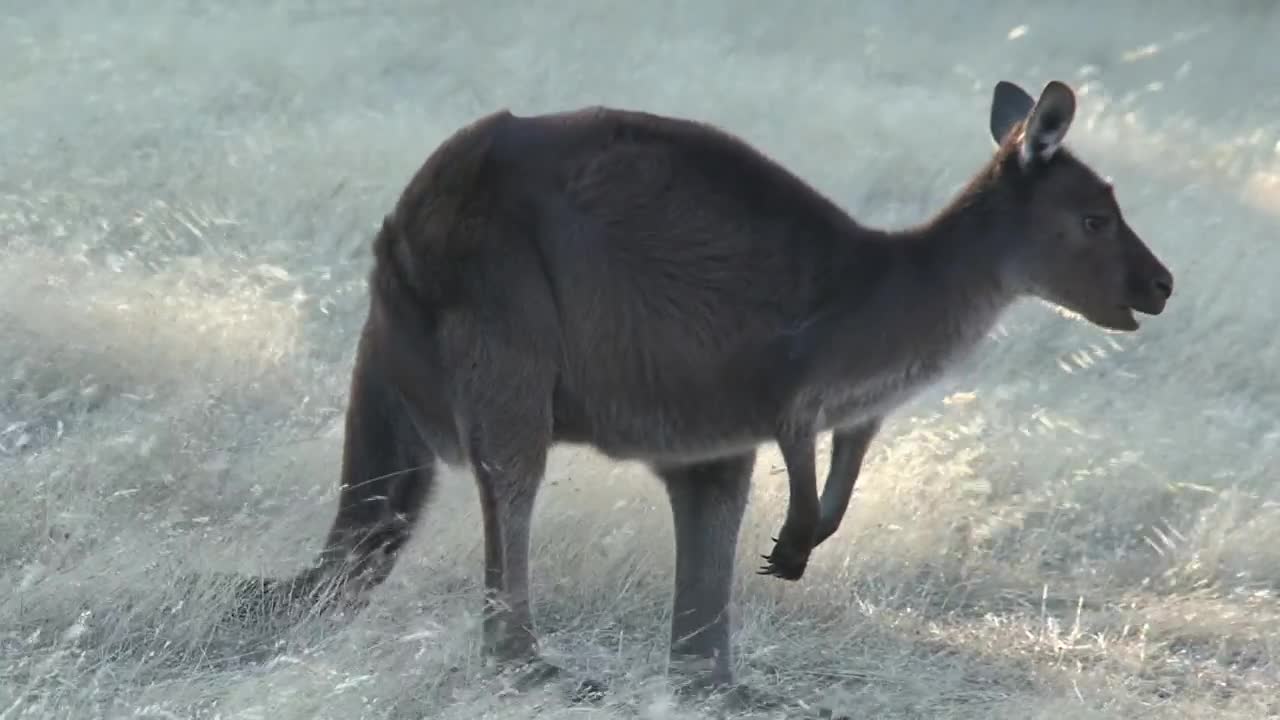 Stock Video Kangaroo Jumping Animated Wallpaper