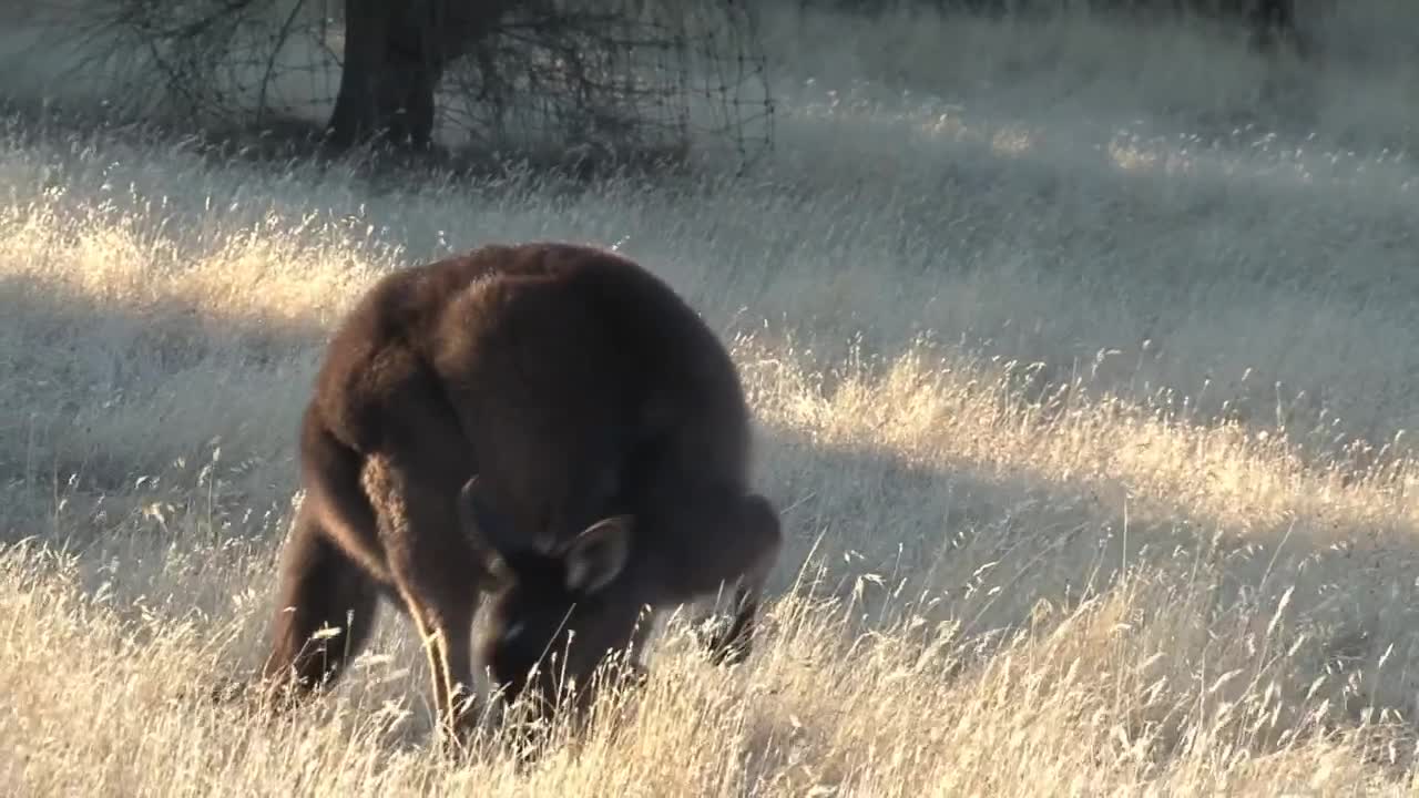 Stock Video Kangaroo Eating Grass Animated Wallpaper