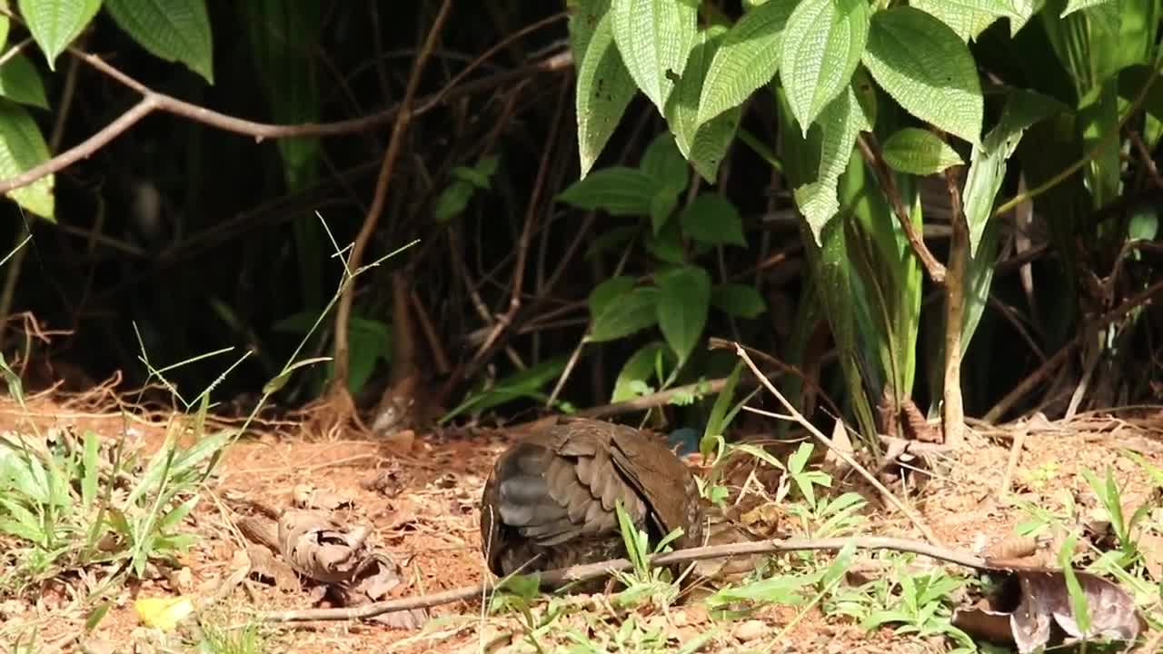 Stock Video Junglefowl With Chicks Animated Wallpaper