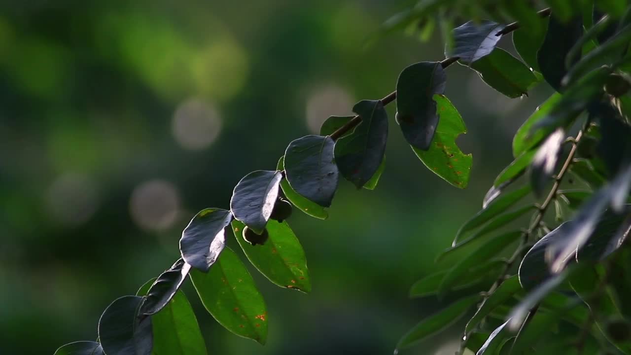 Stock Video Jungle Trees Closeup Animated Wallpaper