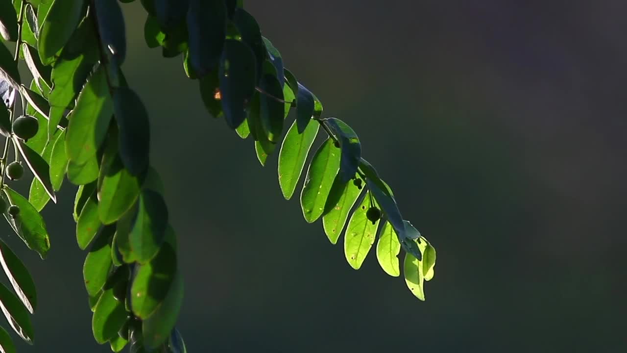 Stock Video Jungle Plants In The Sun Animated Wallpaper