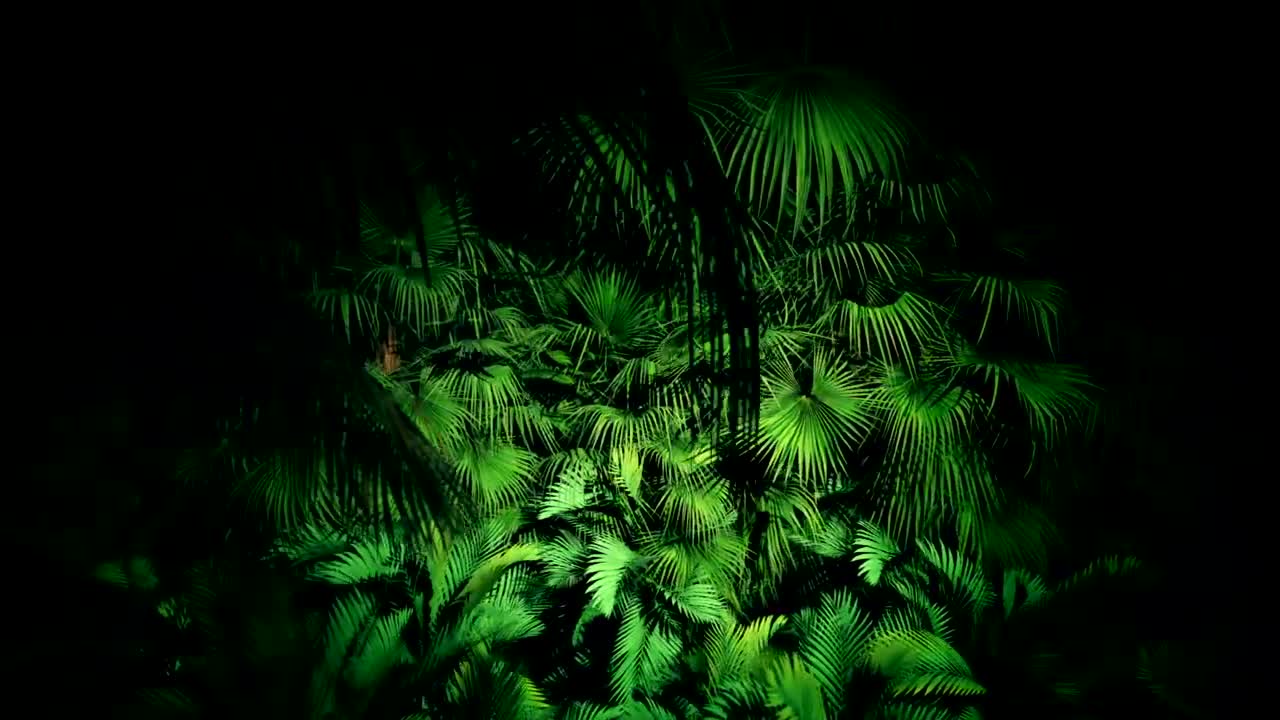 Stock Video Jungle Plants At Night Loop Video Animated Wallpaper