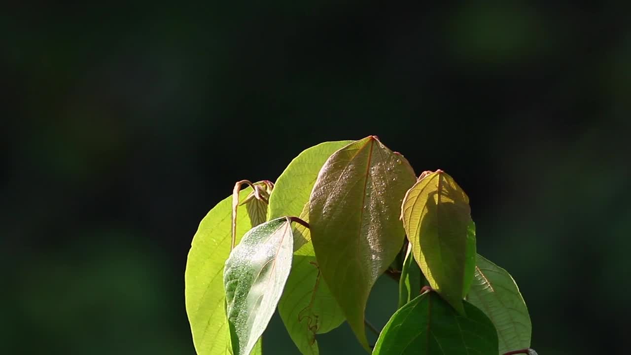 Stock Video Jungle Leaves In The Breeze Animated Wallpaper