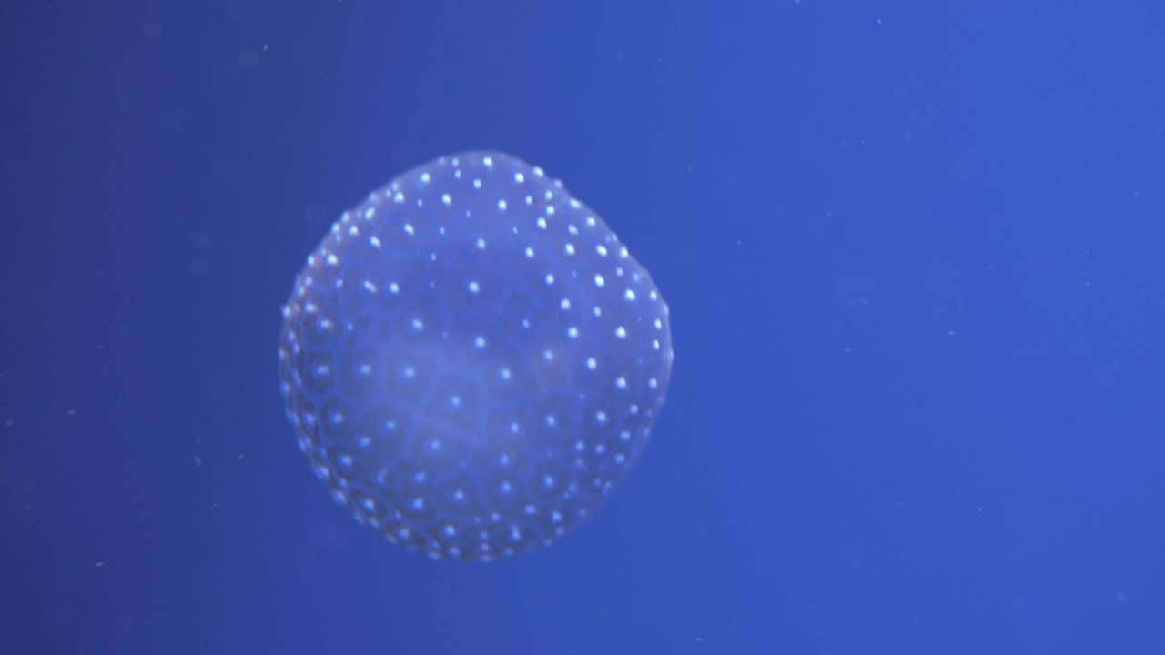 Stock Video Jellyfish With Spots Animated Wallpaper