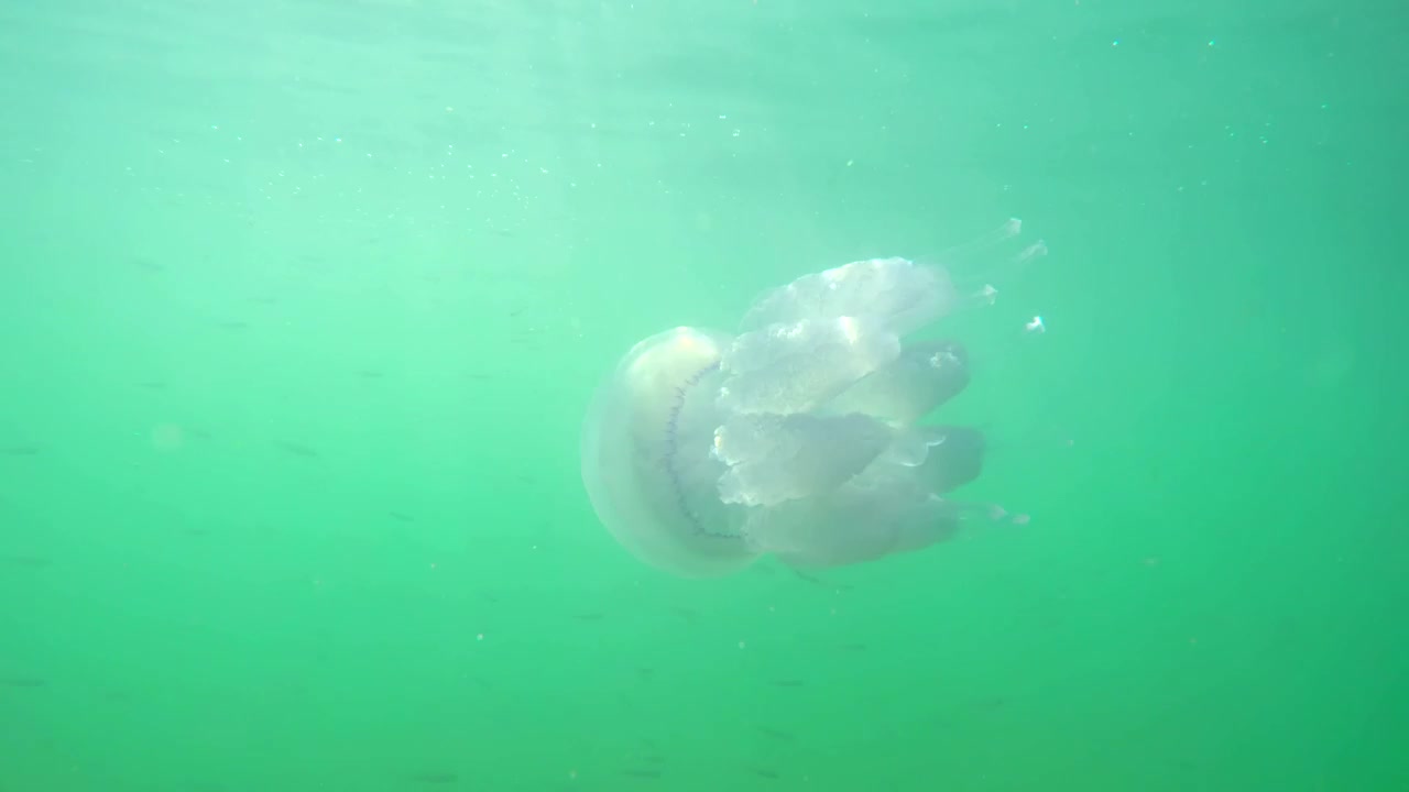 Stock Video Jellyfish Swimming In The Ocean Animated Wallpaper
