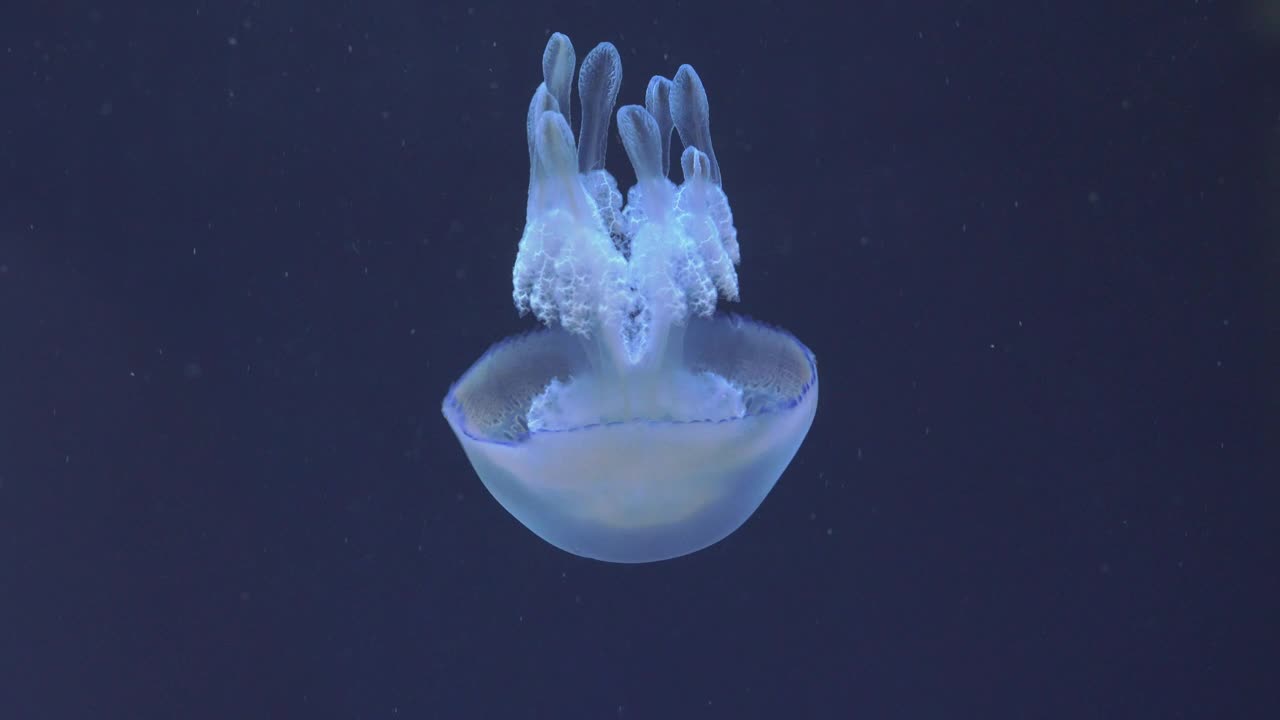 Stock Video Jellyfish Swimming Down Animated Wallpaper