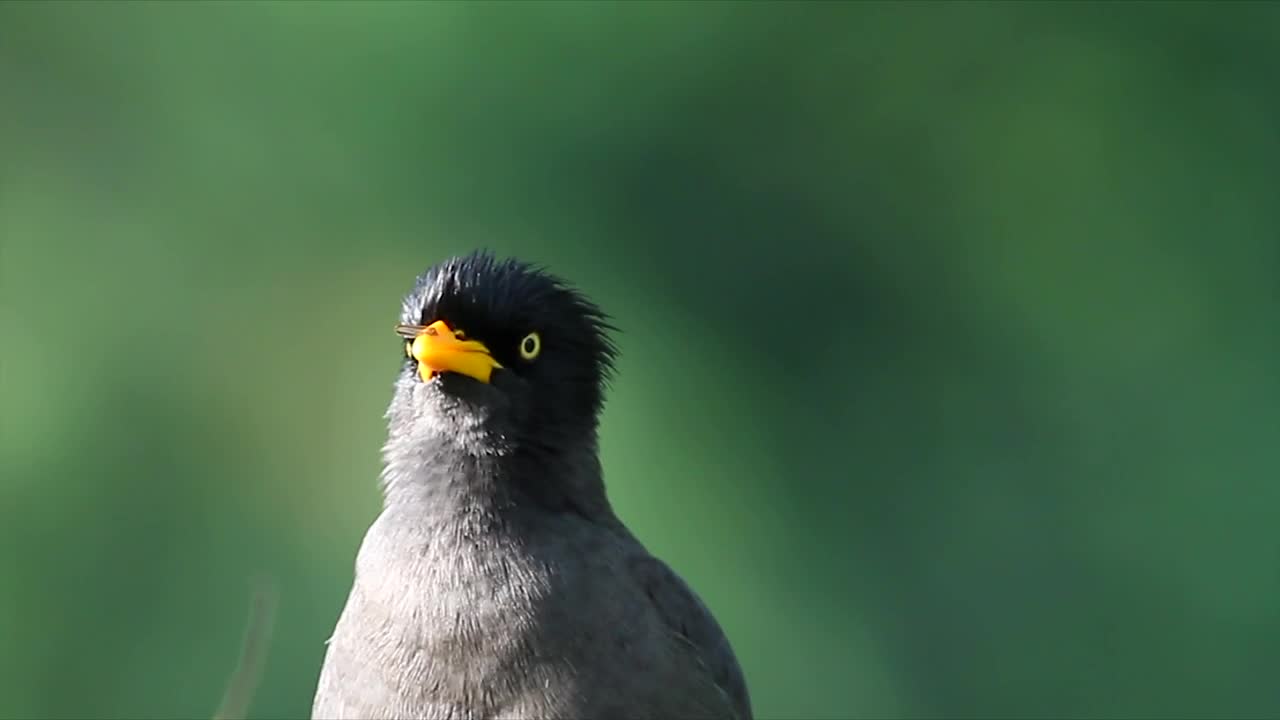 Stock Video Javan Myna Looking Around Animated Wallpaper
