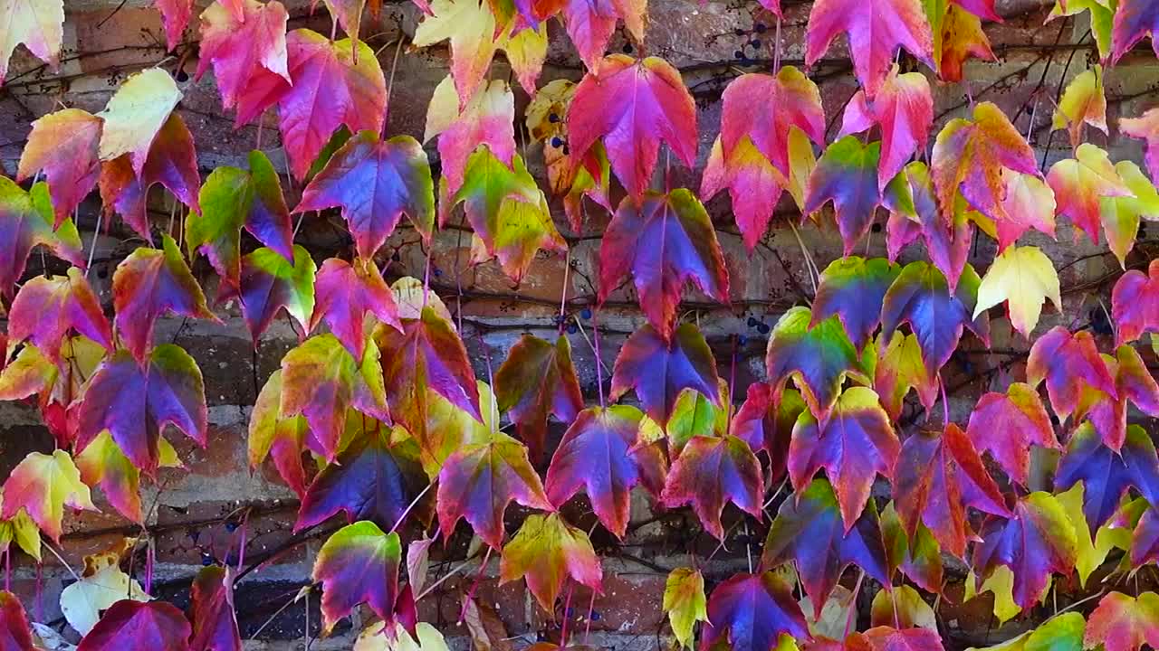 Stock Video Ivy Against A Brick Wall Animated Wallpaper