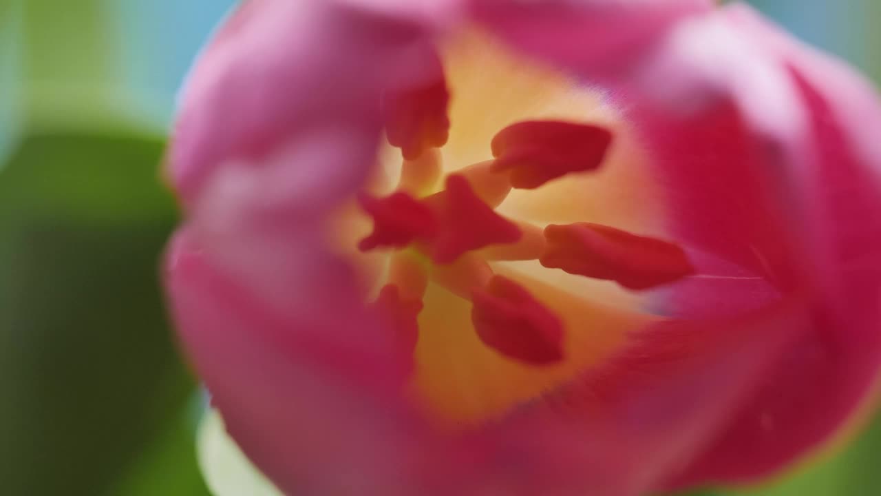 Stock Video Inside Of A Tulip Macro Close Up Animated Wallpaper