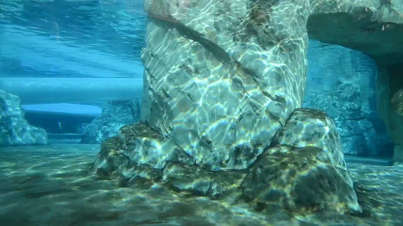Stock Video Inside A Zoo Water Environment Animated Wallpaper