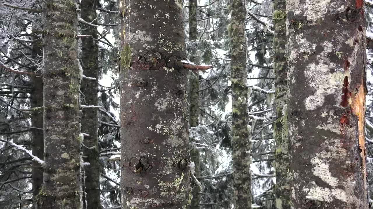Stock Video Inside A Snowy Forest Animated Wallpaper