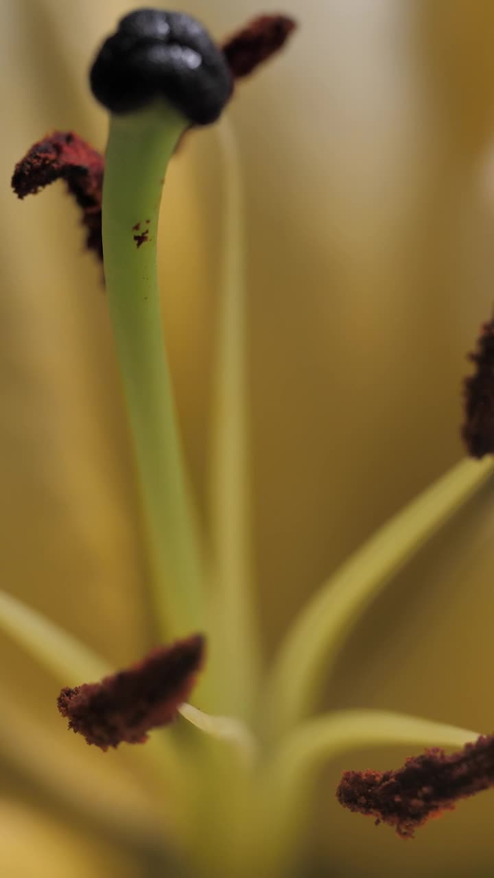 Stock Video Inside A Lily Animated Wallpaper