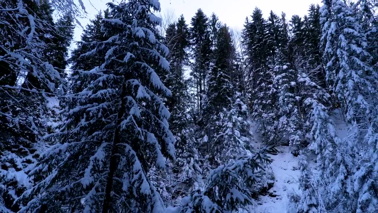 Stock Video Inside A Forest Covered In Snow Animated Wallpaper