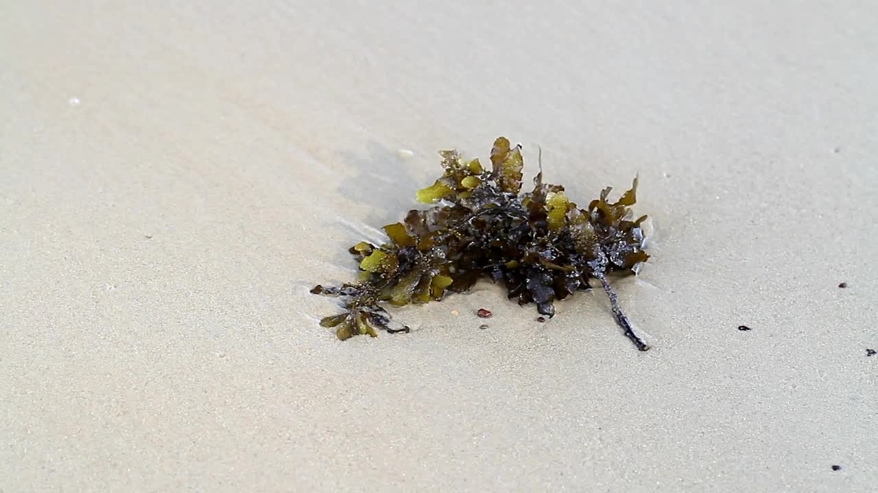 Stock Video Insects On Seaweed Animated Wallpaper