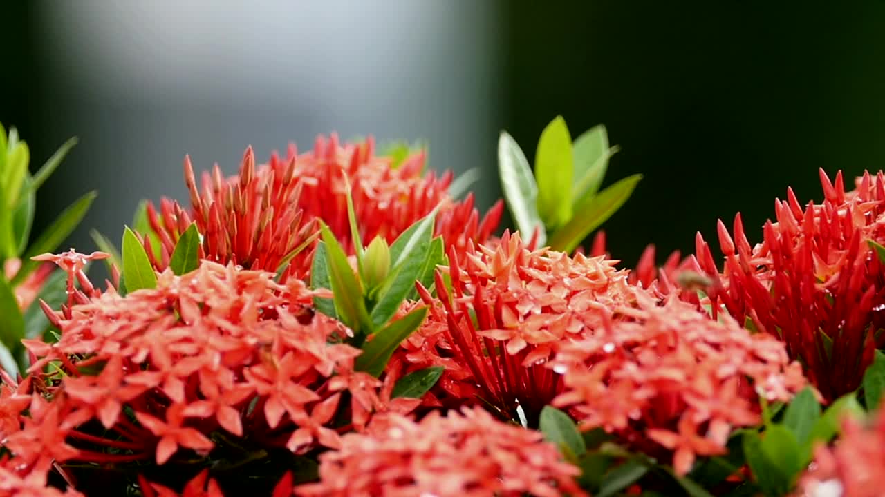 Stock Video Insects Working On Red Plants Animated Wallpaper