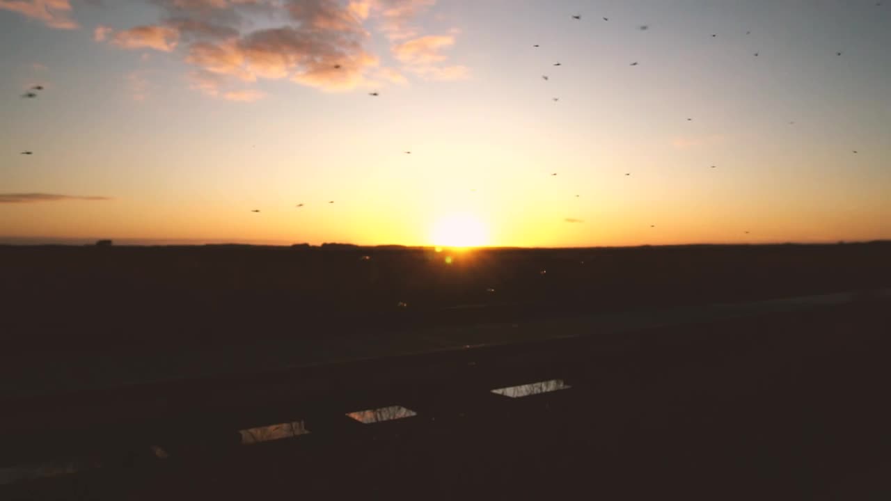 Stock Video Insects Flying At Sunset Animated Wallpaper