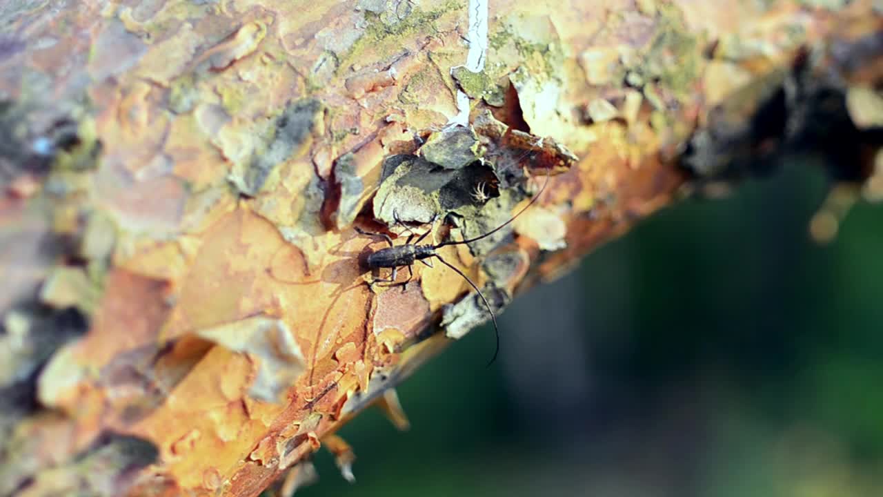 Stock Video Insect With Long Antenna Animated Wallpaper
