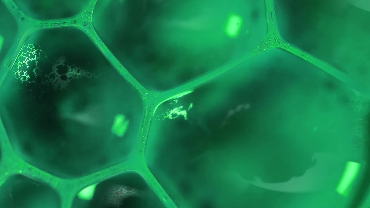 Stock Video Infected Water Under A Microscope Animated Wallpaper