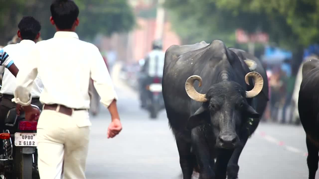 Stock Video India Bulls Walking The City Roads Animated Wallpaper