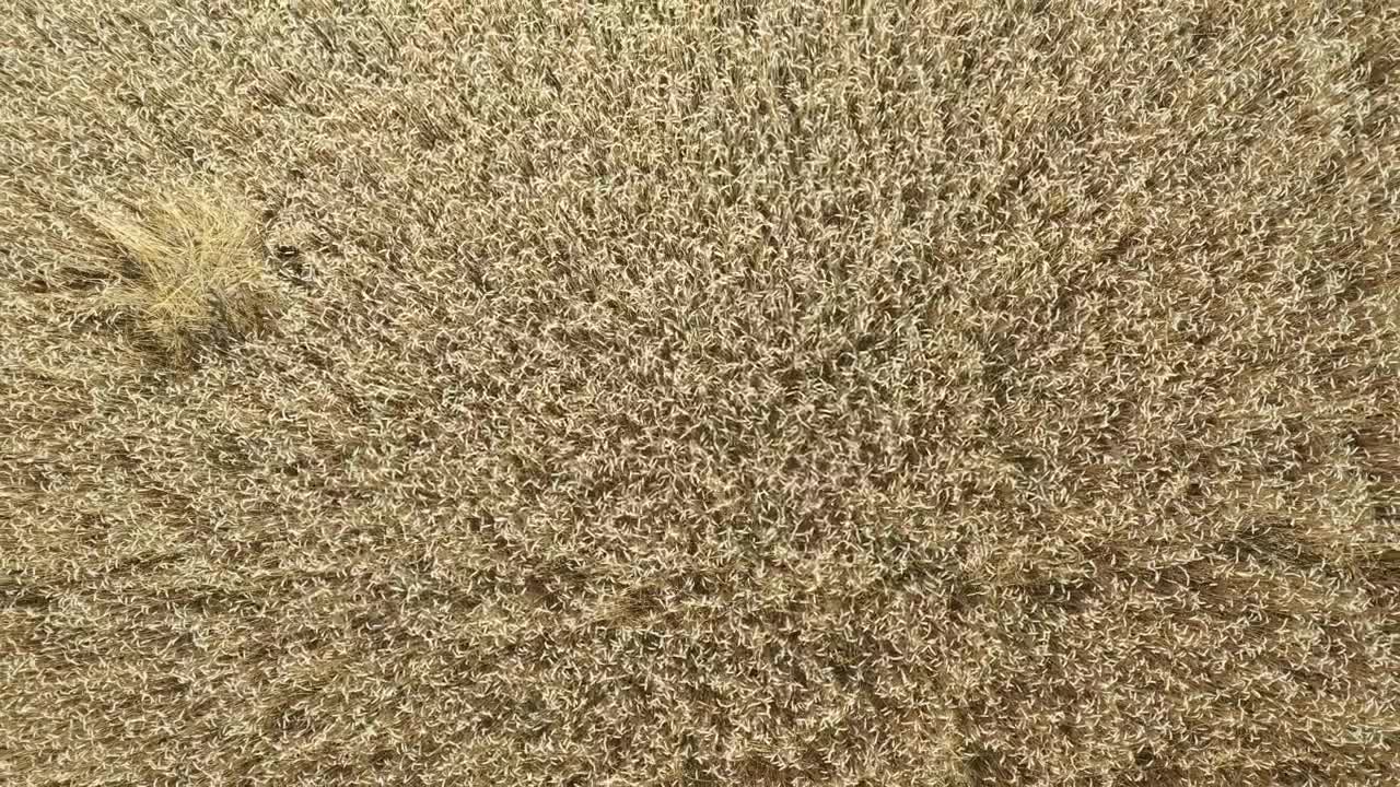 Stock Video Immense Wheat Field Seen From The Air Animated Wallpaper