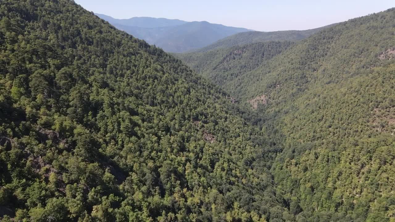 Stock Video Immense Sunny Mountain Range Covered With Trees Animated Wallpaper