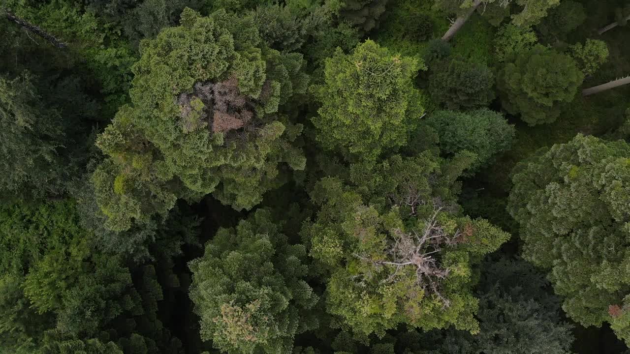 Stock Video Immense Pine Forest Seen From Above Animated Wallpaper