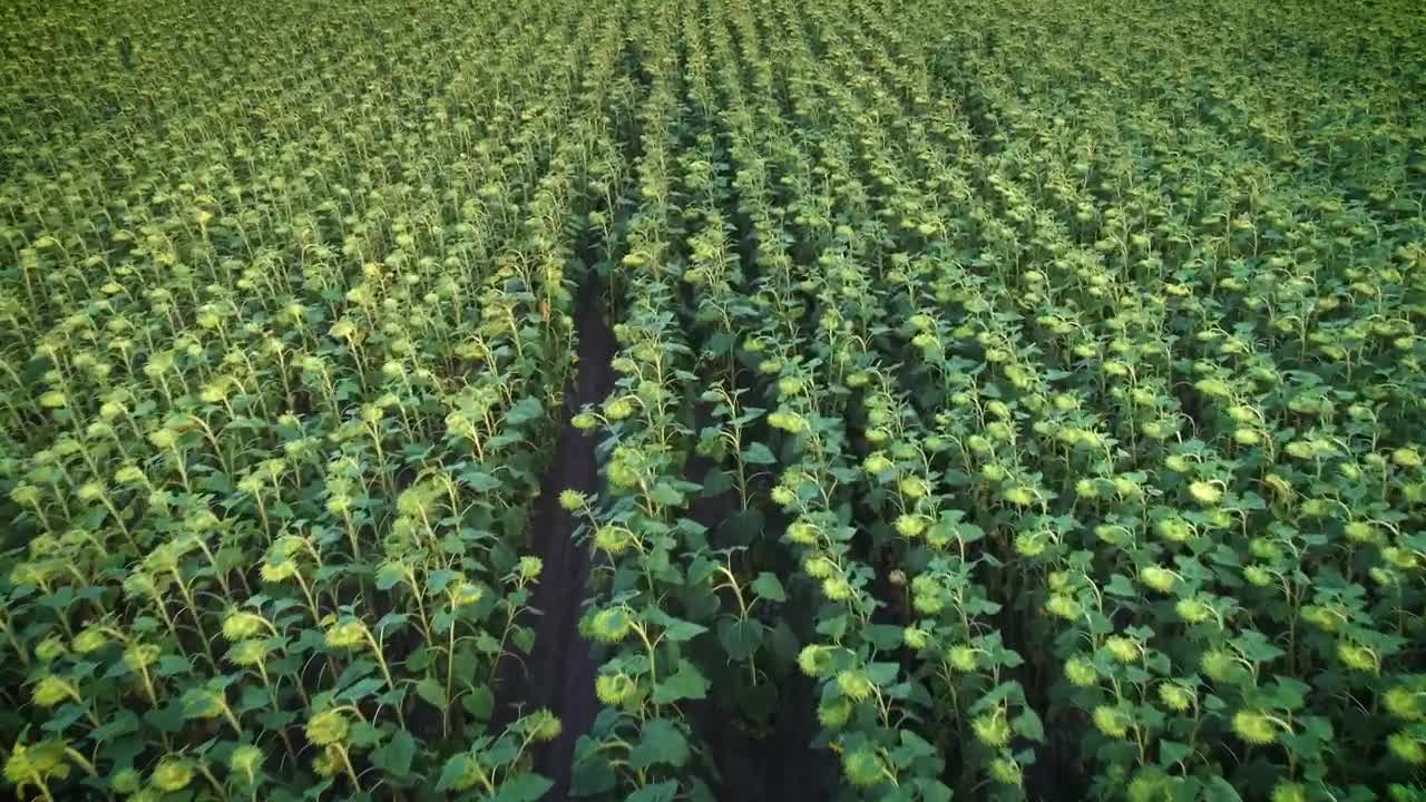 Stock Video Immense Agriculture Field Of Sunflowers Animated Wallpaper