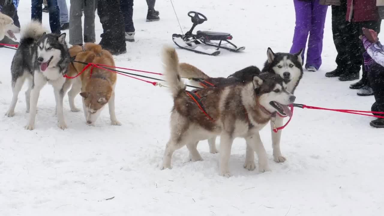 Stock Video Husky Sled Dogs In The Snow Animated Wallpaper