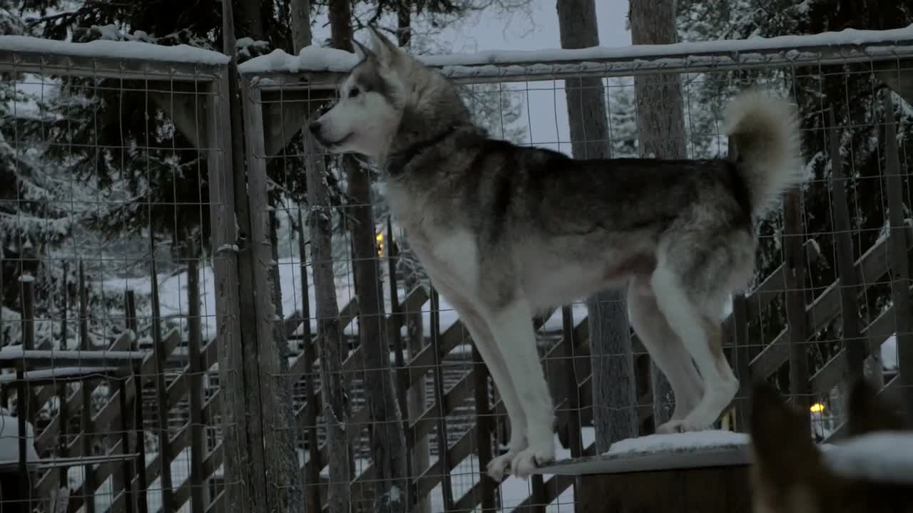 Stock Video Husky Looking Out Across A Garden Animated Wallpaper