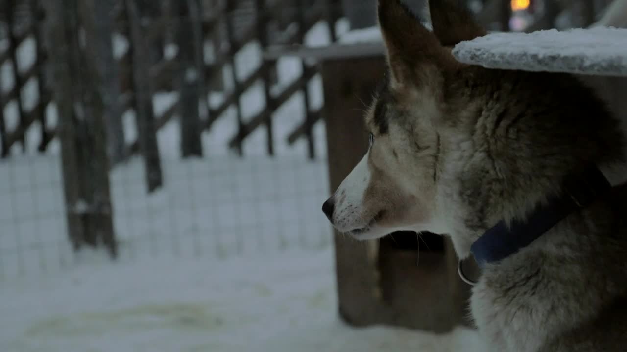 Stock Video Husky Enjoying The Snow Animated Wallpaper