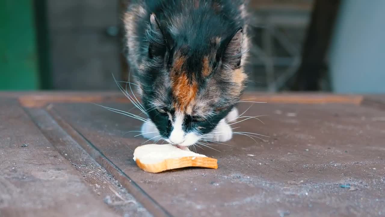 Stock Video Hungry Cat Licking A Piece Of Bread Animated Wallpaper
