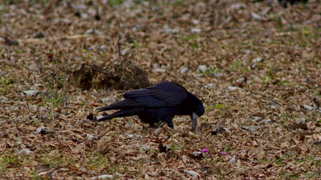 Stock Video Hungry Bird Looking For Food Animated Wallpaper