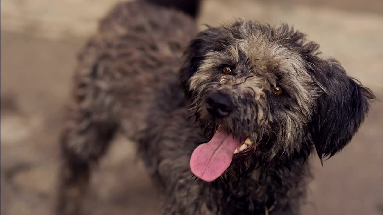 Stock Video Hungry And Thirsty Stray Dog Animated Wallpaper