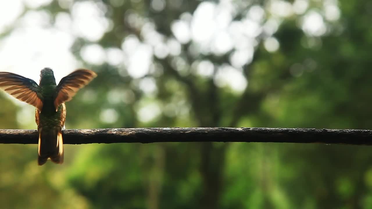 Stock Video Hummingbirds Fly And Play On Railing Animated Wallpaper