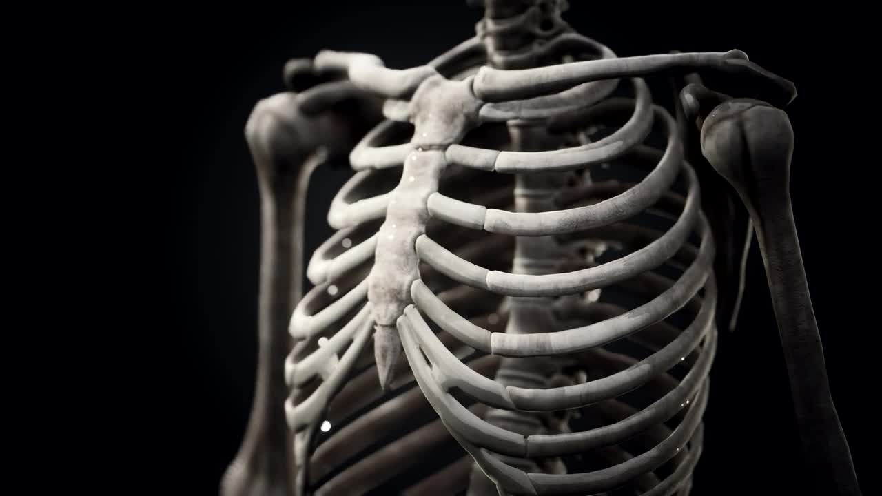 Stock Video Human Skeleton Model Animated Wallpaper