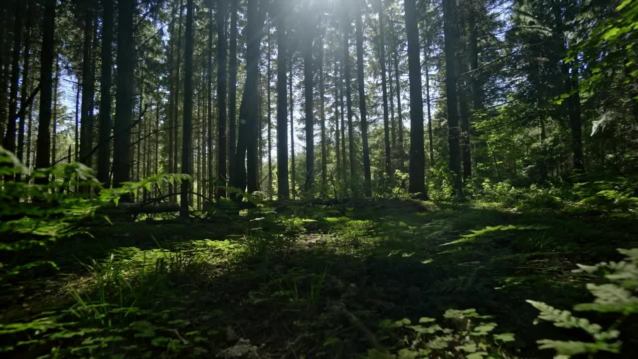 Stock Video Humid Forest Animated Wallpaper