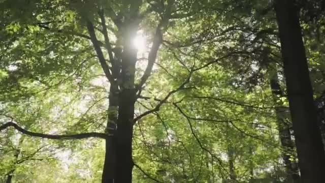 Stock Video Huge Trees In A Large Green Forest Smal Animated Wallpaper