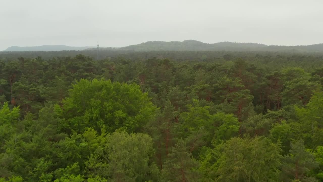 Stock Video Huge Forest Full Of Green Trees And Mist Aerial Animated Wallpaper