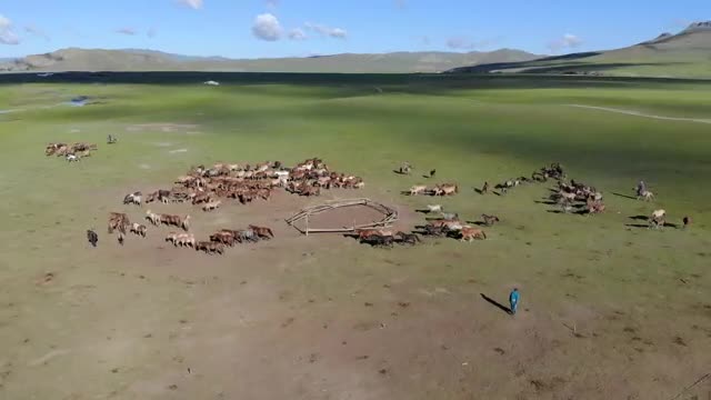 Stock Video Horses Running On A Large Green Valley Smal Animated Wallpaper