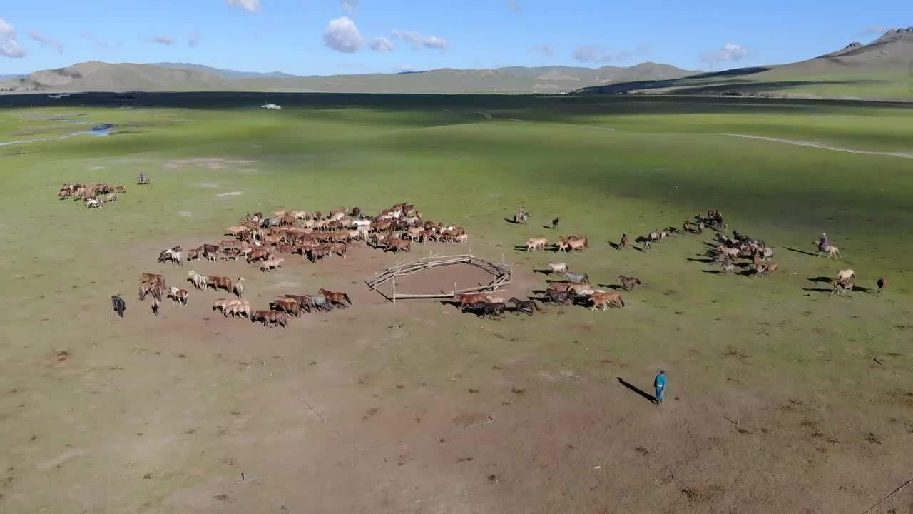 Stock Video Horses Running On A Large Green Valley Animated Wallpaper