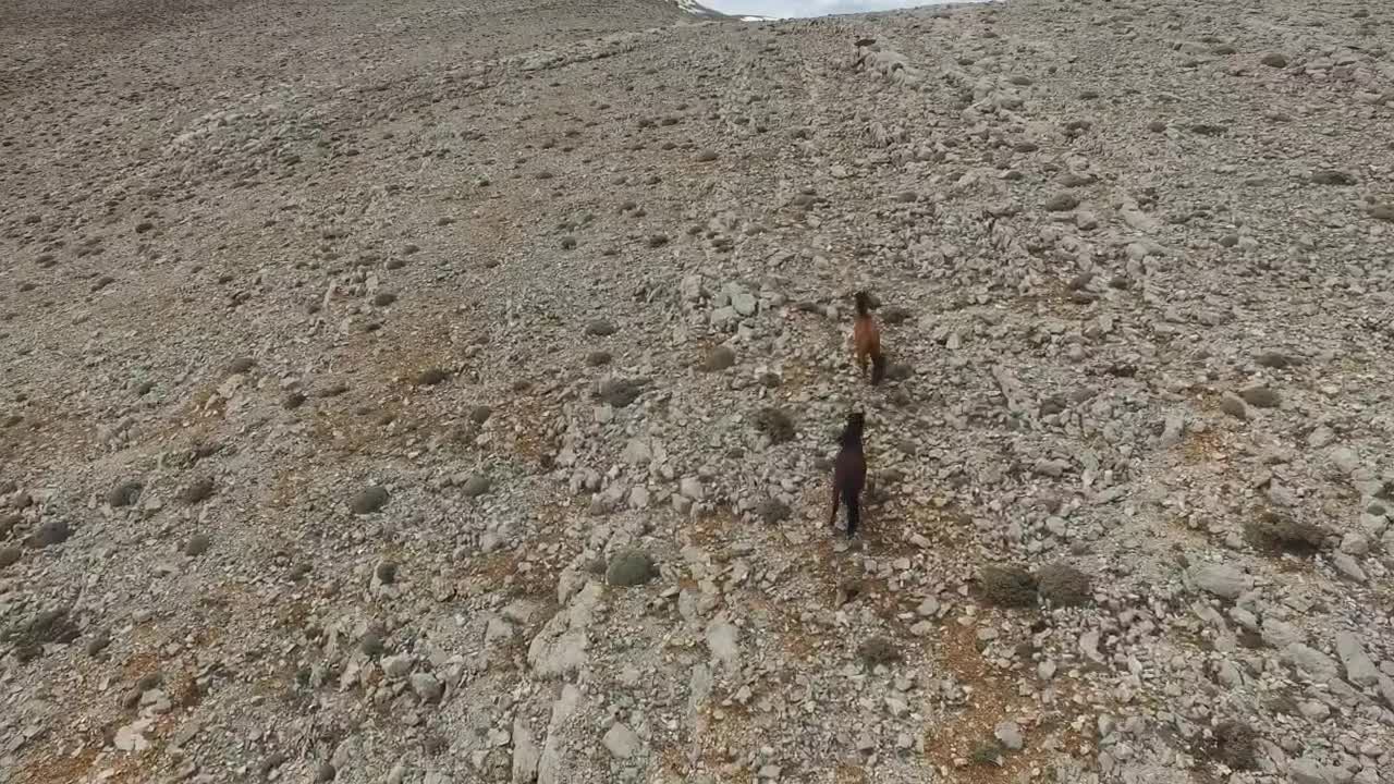 Stock Video Horses Running In Slow Motion On A Rocky Valley Animated Wallpaper