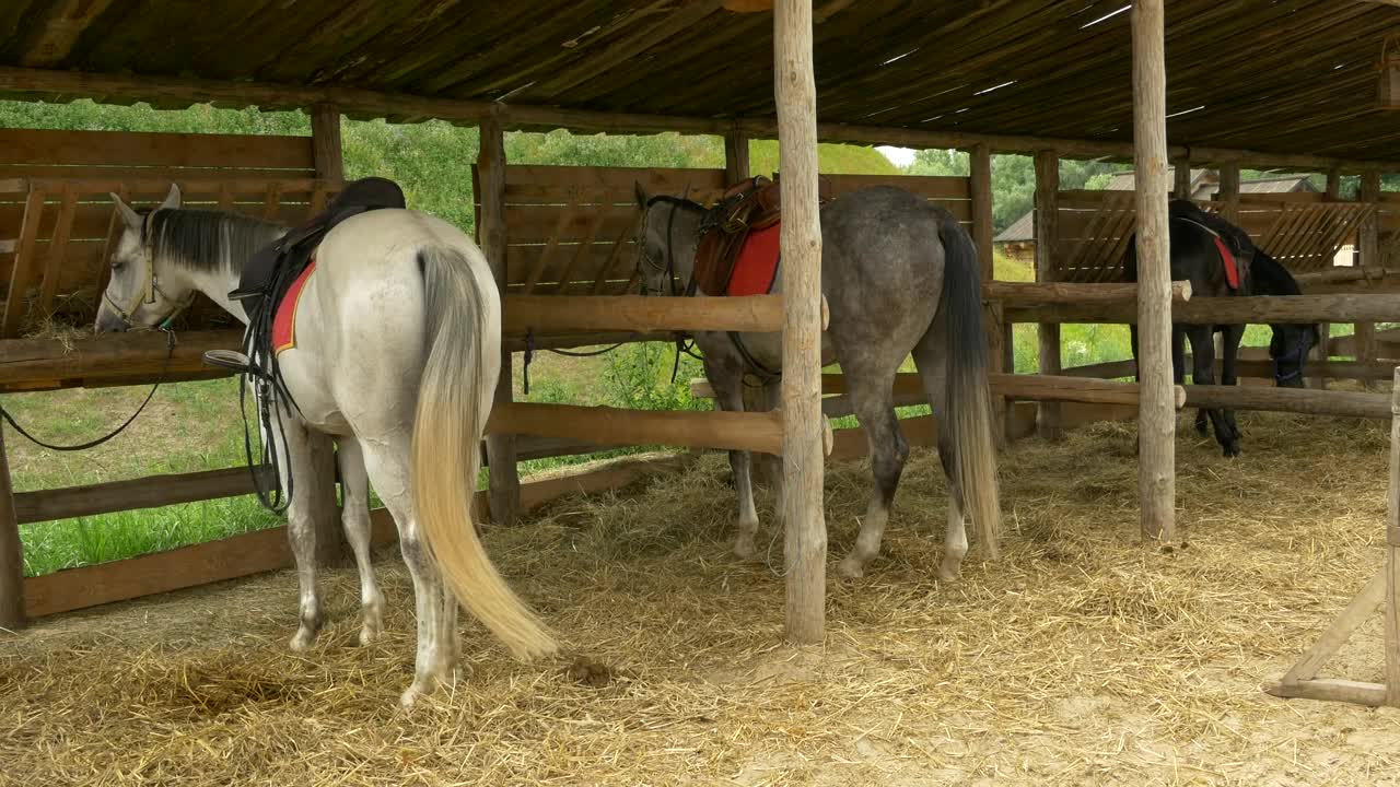 Stock Video Horses Parked On The Stable Animated Wallpaper